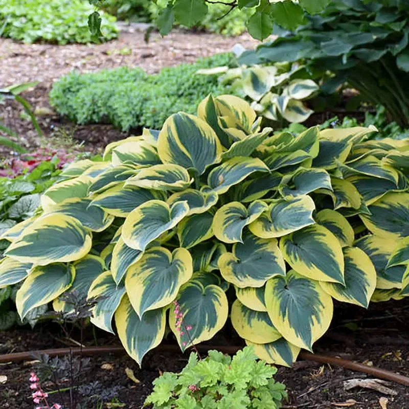 Hosta (Plantain Lily)