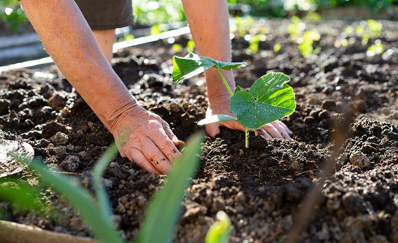 Prepare Nutrient-Rich Growing Soil