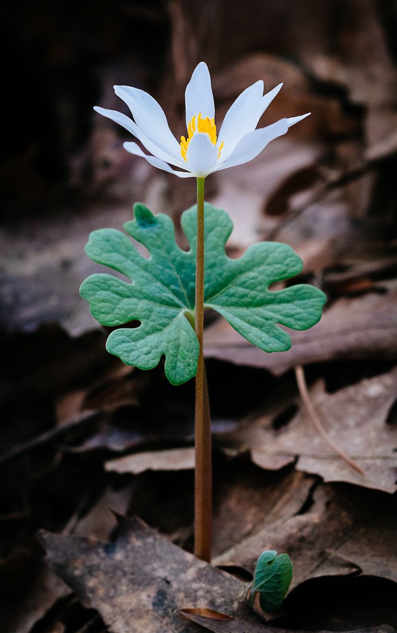 Bloodroot