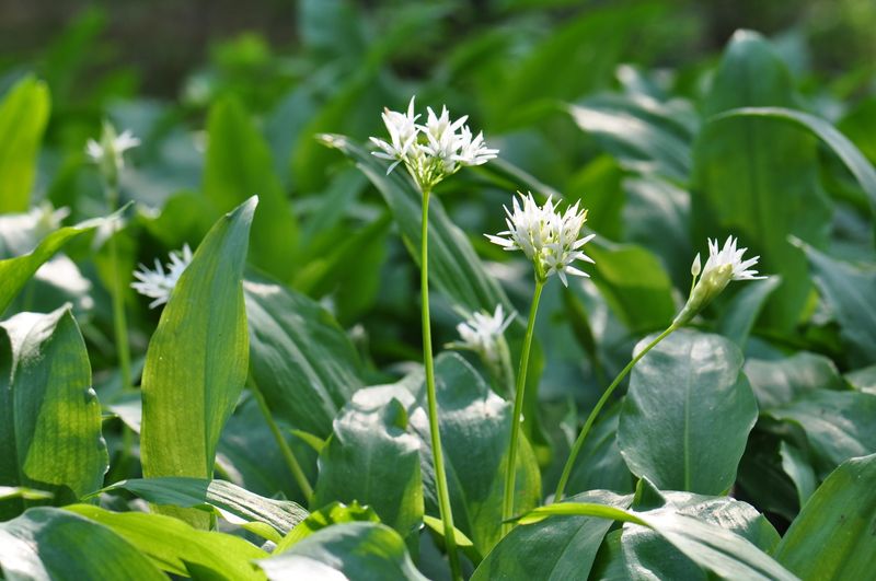 Wild Garlic - Pungent Prairie Seasoning