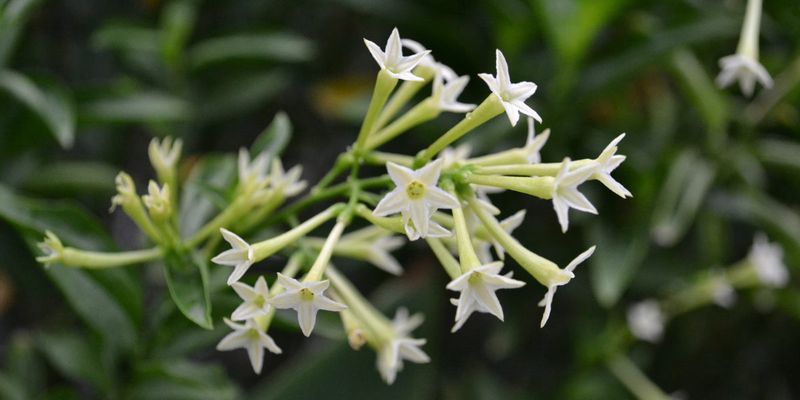 White Nicotiana