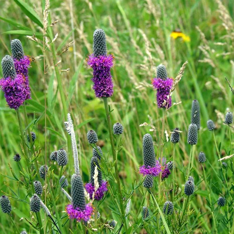Purple Prairie Clover (Dalea purpurea)