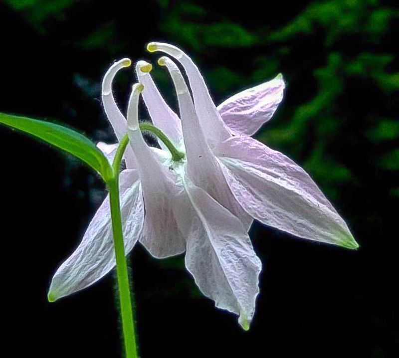 White Columbine