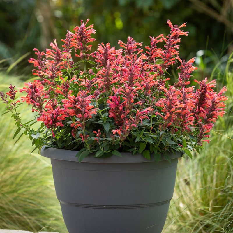 Drought Conditions Stressing Your Garden