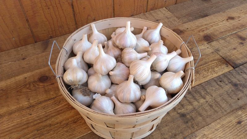 Garlic Varieties for Idaho
