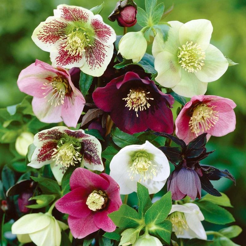 Hellebore: Winter's Brave Bloomer