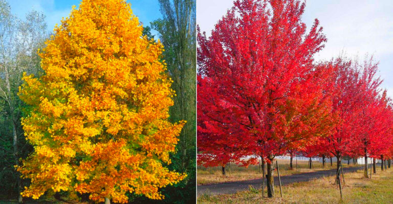 South Carolina Shade Trees: The Best Picks for Southern Yards