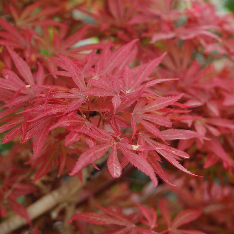 Japanese Maple - Delicate Beauty with Dramatic Flair