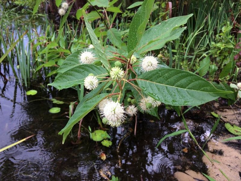 Buttonbush - The Water Lover