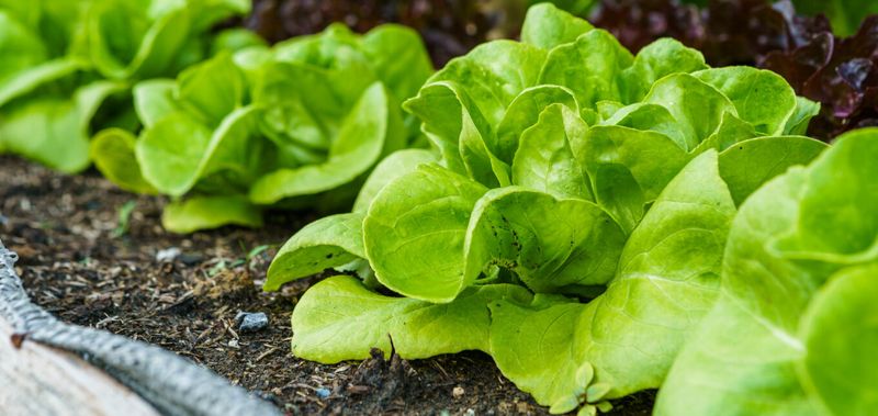 Lettuce