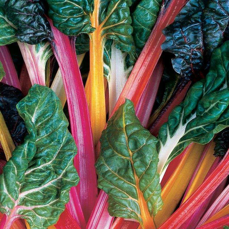 Swiss Chard - Colorful Cold Weather Warrior