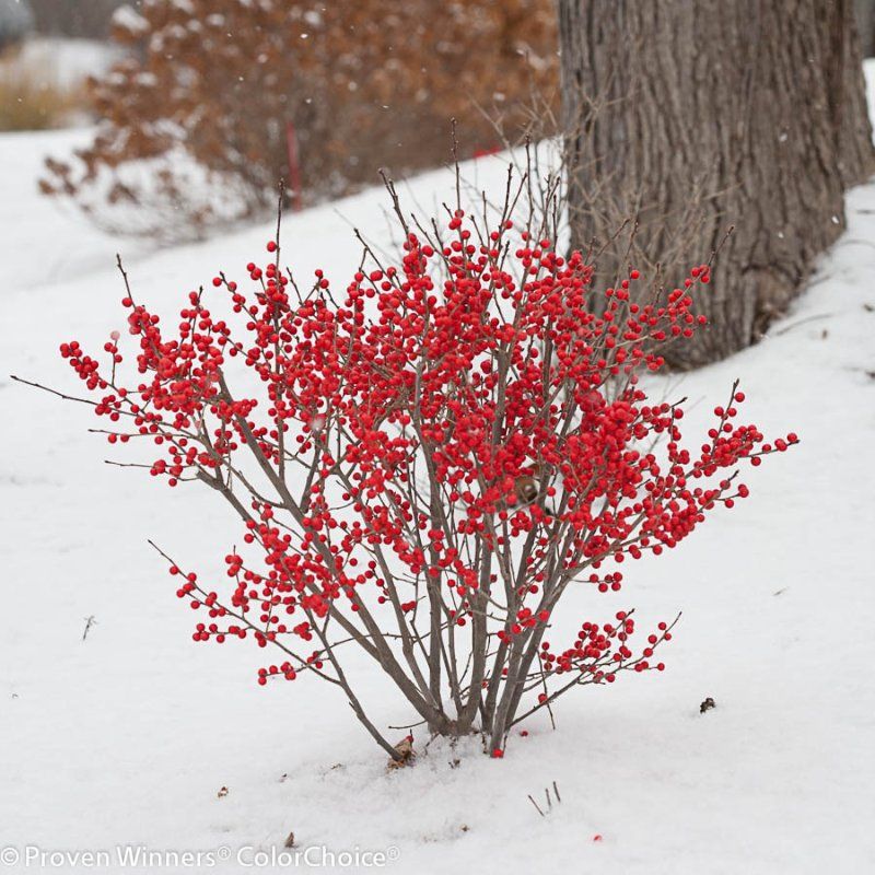 Winterberry 'Red Sprite'