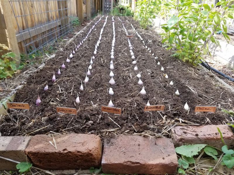 Climate Impact on Garlic Growth