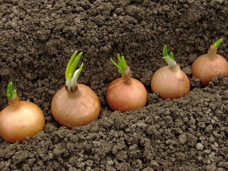Onions