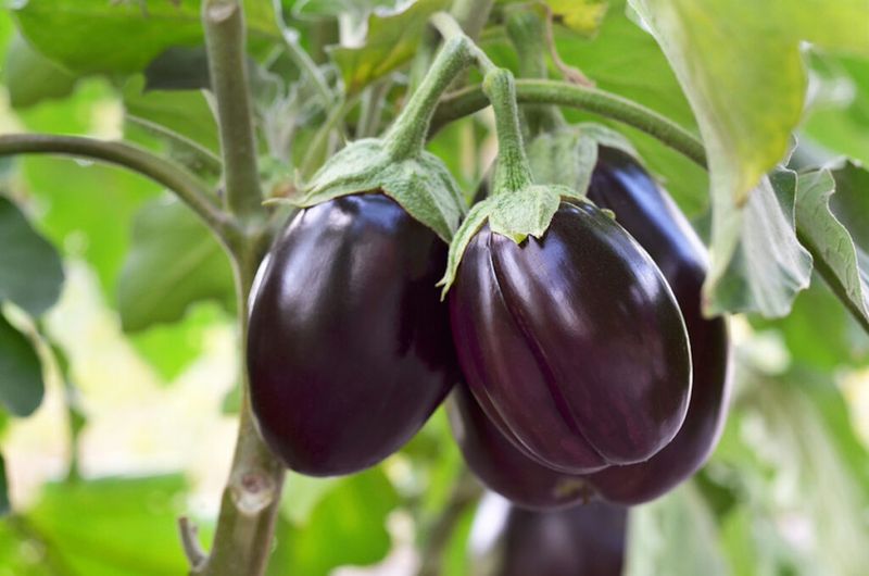 Eggplants