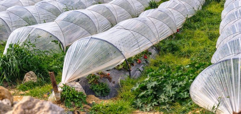 Implement Season Extenders