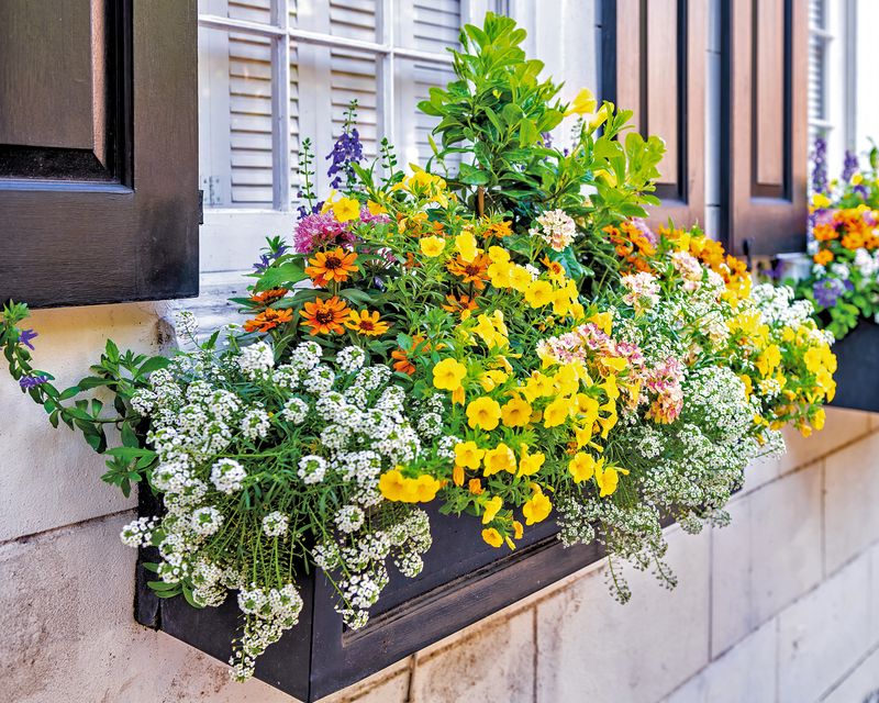 Window Box Gardens