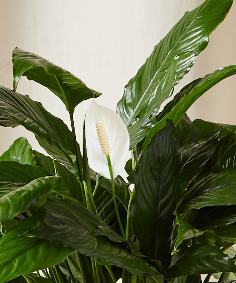 Elegant Peace Lily - Sophisticated Indoor Beauty