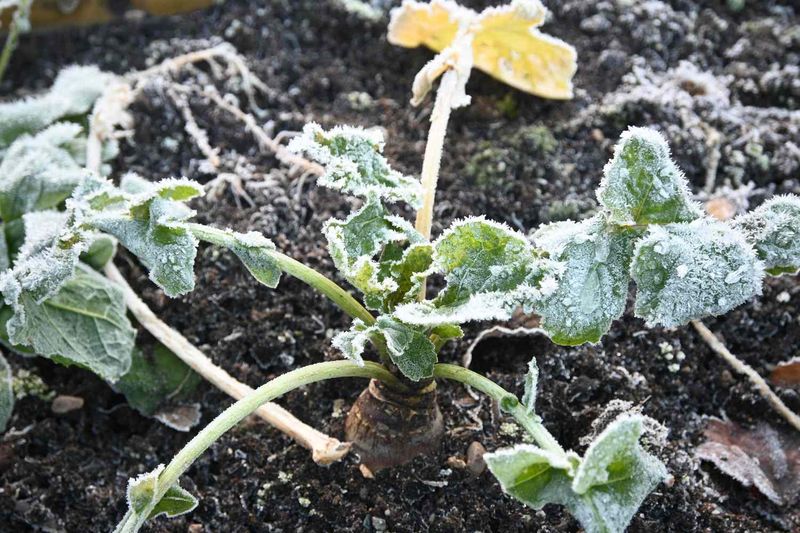 Select Cold-Tolerant Varieties