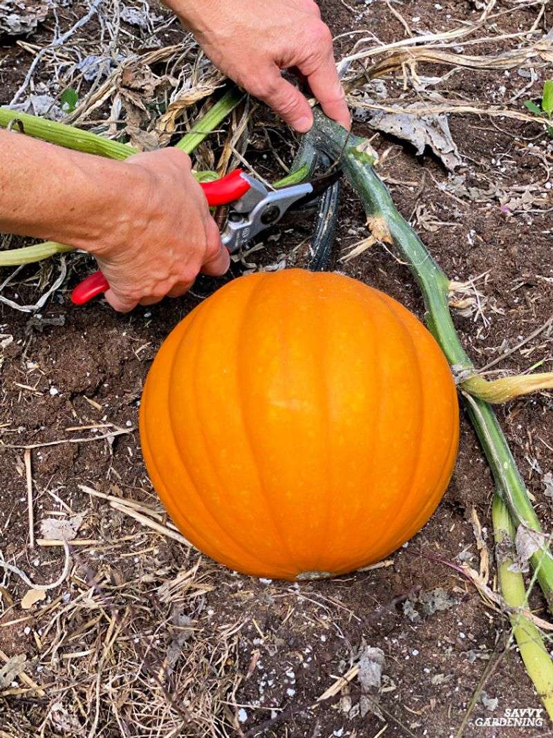 Recognize Optimal Harvest Timing