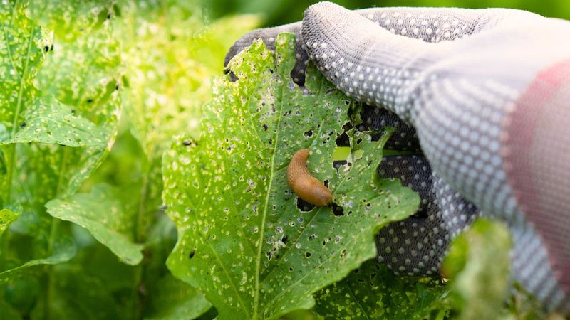Monitor and Control Fall Garden Pests