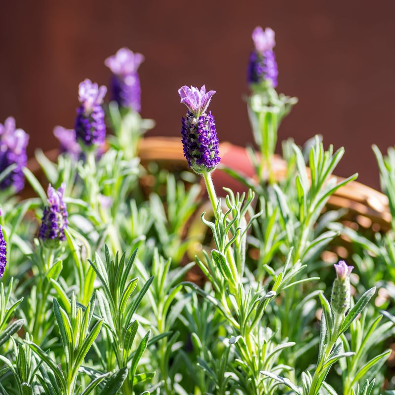 Aromatic Lavender - Mediterranean Charm