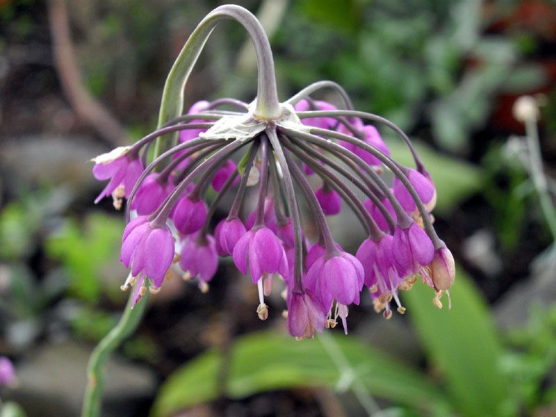 Nodding Onion: Prairie Jewels for Modern Landscapes