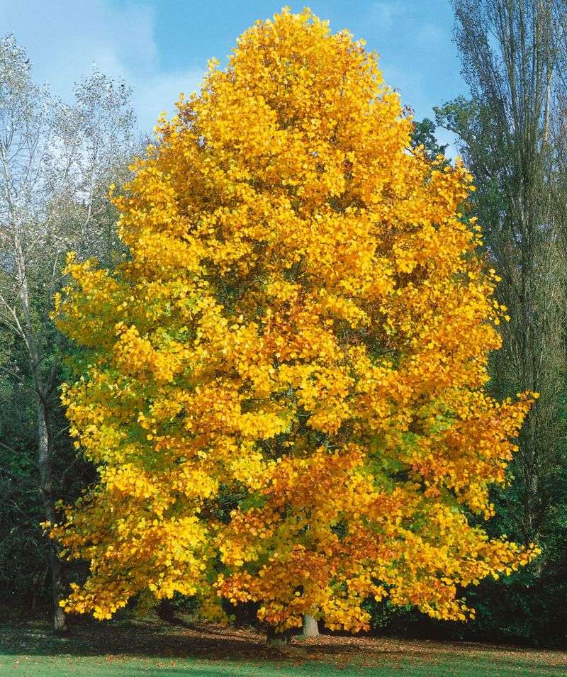 Tulip Poplar