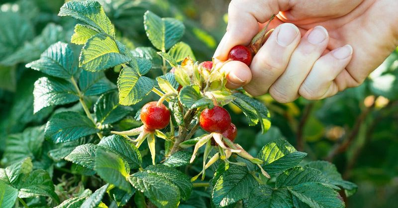 Rosehips - Rose's Hidden Treasure