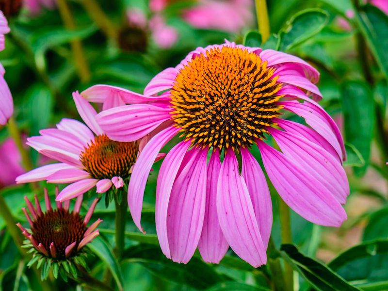 Purple Coneflower (Echinacea)