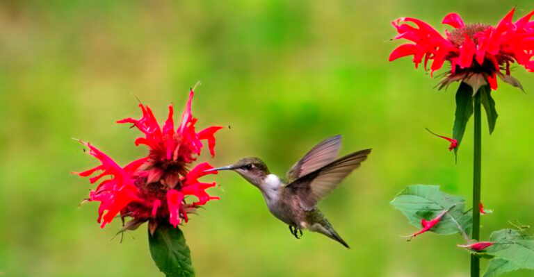 The Best Perennials to Brighten Up New Hampshire Gardens Year After Year