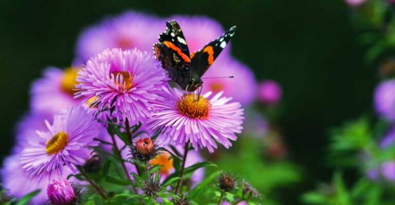 The Corn State’s Other Treasure: Beautiful Flowering Plants for Iowa Gardens