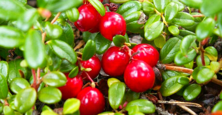 The Secret to Growing Juicy Cranberries in Massachusetts Backyards