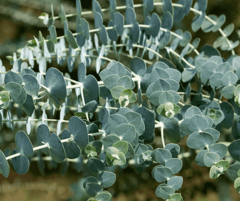 Eucalyptus - Australian Import, Universal Protection