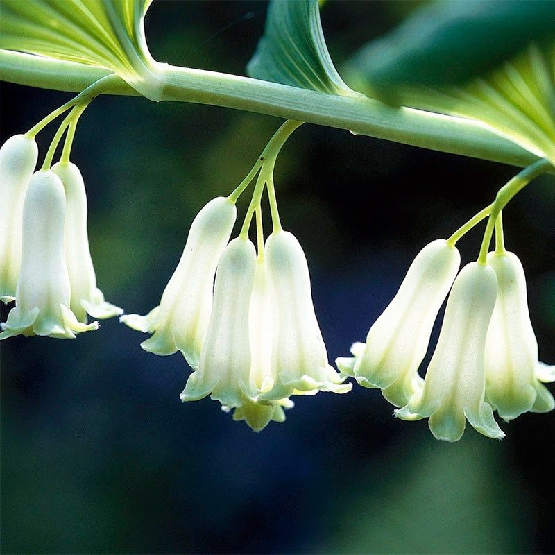 Solomon's Seal: Graceful Woodland Arches