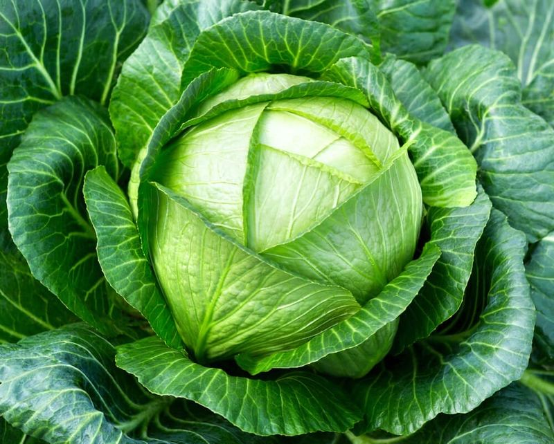 Cabbage