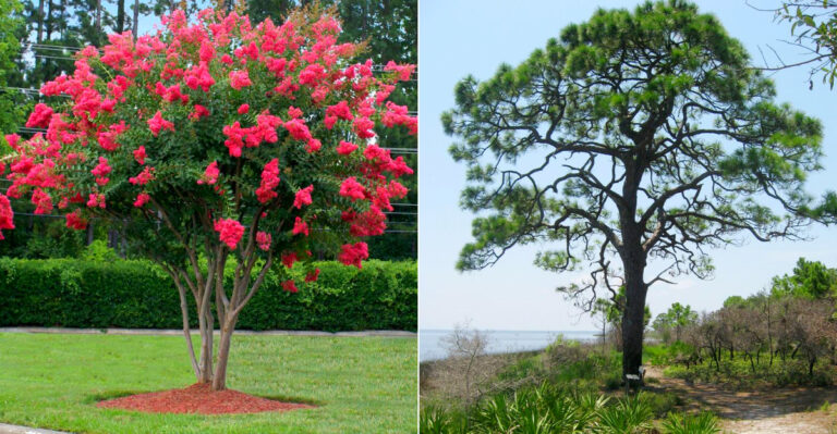 Top Trees for Shade in Florida Backyards