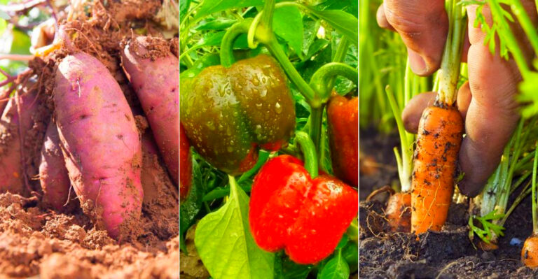 Top Vegetables That Thrive in Georgia’s Humid Climate