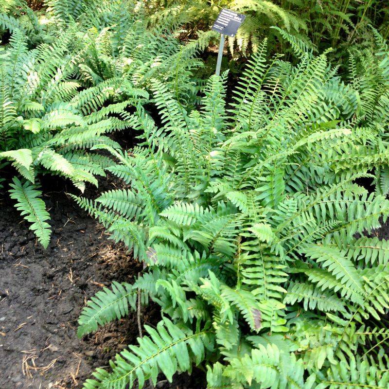 Ferns: Ancient Elegance for Modern Gardens