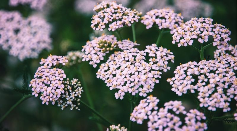 Yarrow