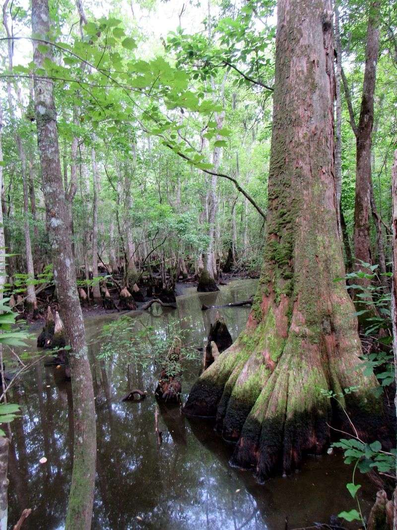 Bald Cypress