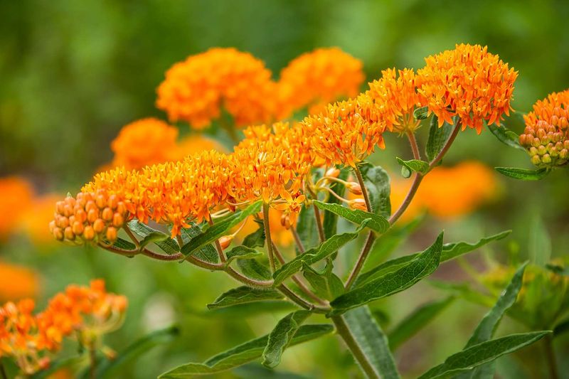 Select Clay-Friendly Plants