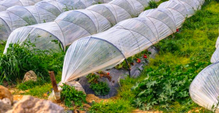 Vegetable Gardening Tips for Connecticut’s Short Season