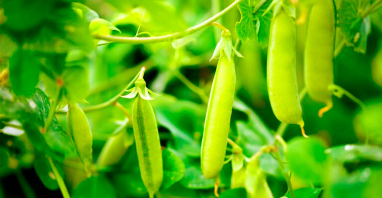 Vegetables That Thrive in Colorado’s Cool Nights