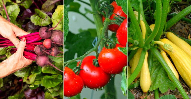 Vegetables That Thrive in Pennsylvania’s Clay Soil