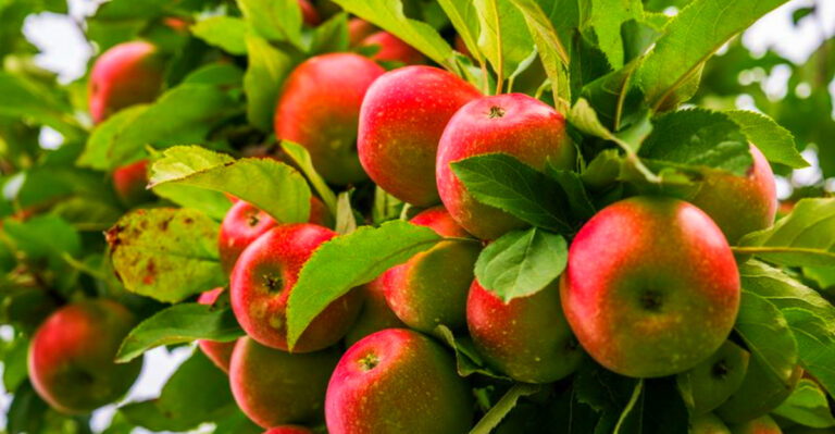 Washington State Apples: Tips for Healthy Orchards and Backyards