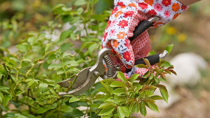 Pruning for Prosperity