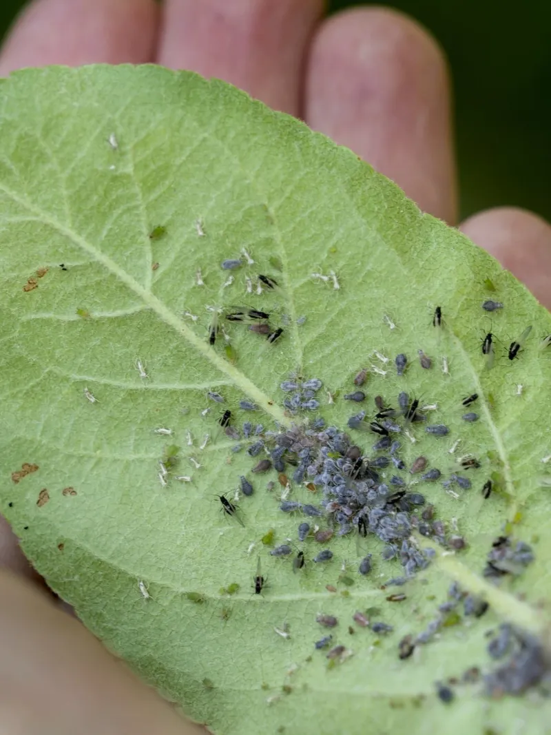 Managing Pests and Diseases