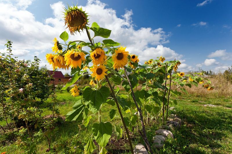 Naturally Improved Soil Drainage