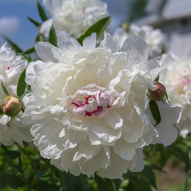 White Peony